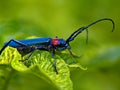 The Brilliant blue bug on green background Royalty Free Stock Photo