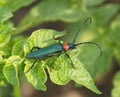 The Brilliant blue bug on green background Royalty Free Stock Photo