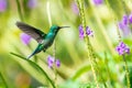 Blue hummingbird flying in a garden with purple flowers