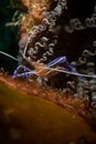 Underwater life on the Dutch Caribbean island of Bonaire Royalty Free Stock Photo