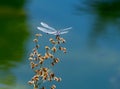 Brilliant blue dragonfly perched on flower over a pond Royalty Free Stock Photo