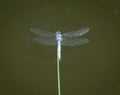 Brilliant blue dragonfly perched on stalk over a pond Royalty Free Stock Photo