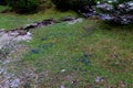 Alpine Gentian wildflowers