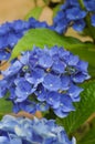 Brilliant blue hydrangea blossom