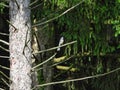 Brilliant Blue Jay Bird on a Branch: A brilliant blue jay bird perch on a branch Royalty Free Stock Photo