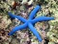 Brilliant Blue Sea Star Royalty Free Stock Photo