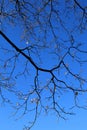 Brilliant blue skies with tree branches and remaining leaves