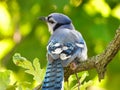 Brilliant Bluejay Bird Perched on n Oak Tree Branch