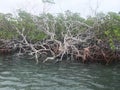 Brilliant Branches in the Bahamas