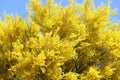 Brilliant bright yellow blooming Palo Verde tree in the desert of Tucson arizona Royalty Free Stock Photo