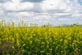 Brilliant, bright yellow mustard fields in the Palouse farming region of Western Idaho, near Culdesac, ID Royalty Free Stock Photo