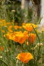 Brilliant buttercup yellow flowers of Eschscholzia californica Californian poppy,golden poppy, California sunlight, cup of gold Royalty Free Stock Photo