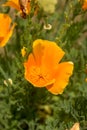 Brilliant buttercup yellow flowers of Eschscholzia californica Californian poppy,golden poppy, California sunlight, cup of gold Royalty Free Stock Photo