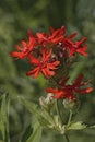 Close up image of Brilliant campion flowers.