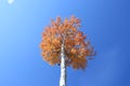 Quaking Aspen Tree in Fall Royalty Free Stock Photo
