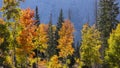 Brilliant color trees against mountain background in Utah Royalty Free Stock Photo