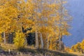 Brilliant color trees against mountain background at Mt Nebo in Utah Royalty Free Stock Photo