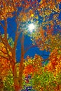 Brilliant Colors From Aspens, an Azure Sky and the Sun Royalty Free Stock Photo