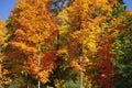 Brilliant colors adorn autumn foliage in New England.