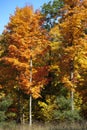 Brilliant colors of autumn foliage brighten New England, USA.