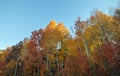 Brilliant colored aspen tree stand in the fall