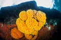 Brilliant Cup Corals in Raja Ampat, Indonesia Royalty Free Stock Photo