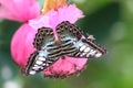 Brilliant delicate patterns Clipper Butterfly Thailand