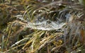 Dew on cobweb in the grass outdoor in the autumn forest Royalty Free Stock Photo