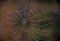 Brilliant drops of dew on the spider web