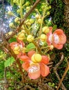 Brilliant exotic flowers of a creeper adorns a tall tree with eye catching flowers Royalty Free Stock Photo