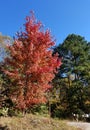 Brilliant Fall Colors - Appalachian Forest Autumn Foliage Royalty Free Stock Photo