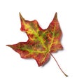 Brightly colored fall maple tree leaf Royalty Free Stock Photo