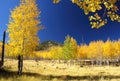 Brilliant fall colors in the quaking aspens, Hochderffer Hills, Arizona