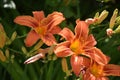 Brilliant Flowering Orange Daylilies in a Lily Garden Royalty Free Stock Photo