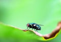 brilliant fly on a green background Royalty Free Stock Photo