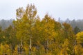 Brilliant golden aspen trees on a misty Rocky Mountain morning