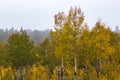 Brilliant golden aspen trees on a misty fall Rocky Mountain morning Royalty Free Stock Photo
