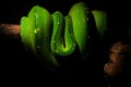 Brilliant Green Tree Python Coiled in Darkness Royalty Free Stock Photo