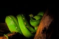 Brilliant Green Tree Python Head on Branch Royalty Free Stock Photo