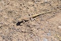 The brilliant ground agama , Trapelus agilis sitting on desert ground