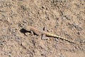 The brilliant ground agama , Trapelus agilis sitting on desert ground