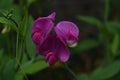 Brilliant Hot Pink Sweet Pea Flowering Vine in a Garden Royalty Free Stock Photo