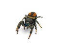 Brilliant Jumping Spider - Phidippus Clarus - family Salticidae - large male with rusty orange red side stripes with a black