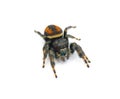 Brilliant Jumping Spider - Phidippus Clarus - family Salticidae - large male with rusty orange red side stripes with a black