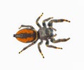 Brilliant Jumping Spider - Phidippus Clarus - family Salticidae - large male with rusty orange red side stripes with a black