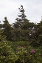 Brilliant Magenta Rhododendron growing at Grandfather Mountain, NC.