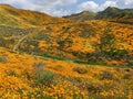 Brilliant Mountainsides Adorned with California Poppies