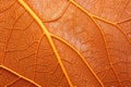 brilliant orange autumn leaf super close-up