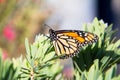 Brilliant orange and black monarch butterfly with black veins and white spots on the wings. Royalty Free Stock Photo