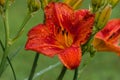 Brilliant Orange Day Lily After Rain Royalty Free Stock Photo